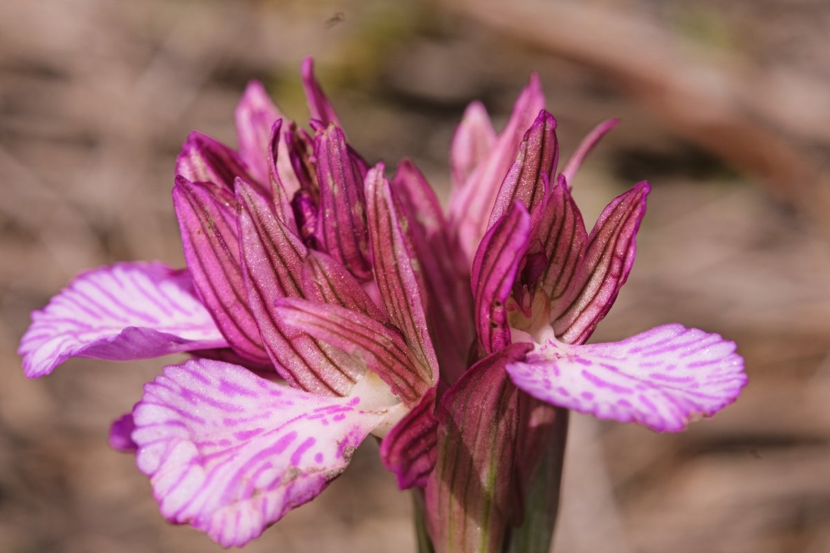 Orchidee di Marzo - Dalla Grecia con passione